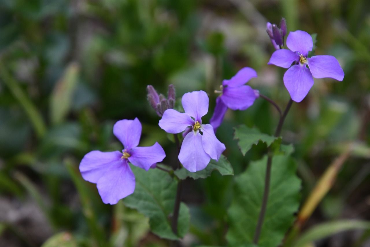 早春の佐倉の里山 雑草といわれる花たち Himekyonの部屋 楽天ブログ