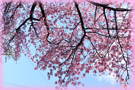 桜６
