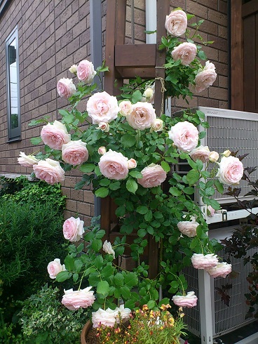 ピエールドゥロンサール　2013.5.20A.jpg