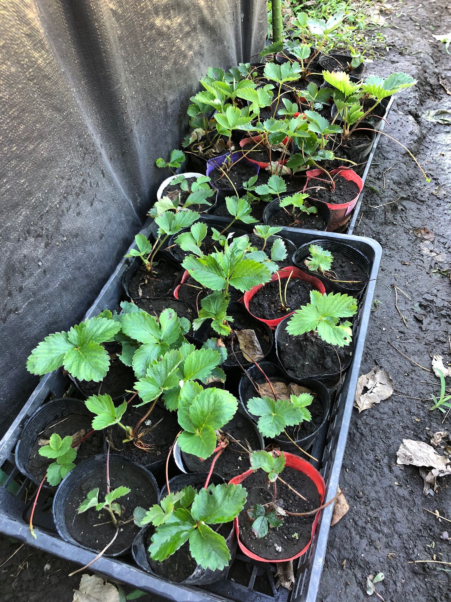 イチゴの苗取り 来年もよろしくです ちょろ松の家庭菜園奮闘記 楽天ブログ