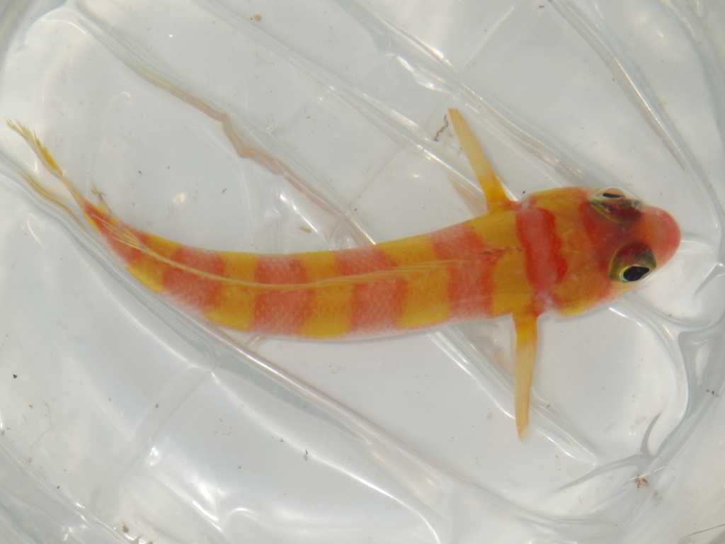 アカトラギス（Parapercis aurantiaca）21