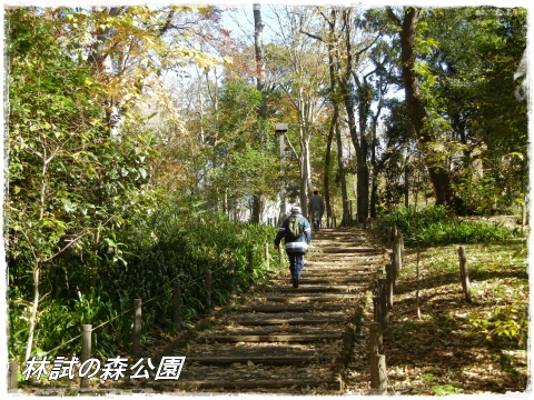 林試の森公園