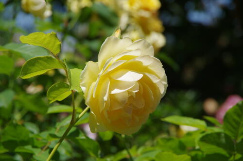 谷津バラ園のバラの花