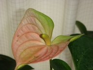 DSC08533.JPG