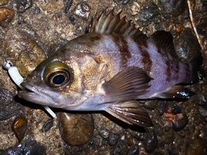 1月7日メバル (2)