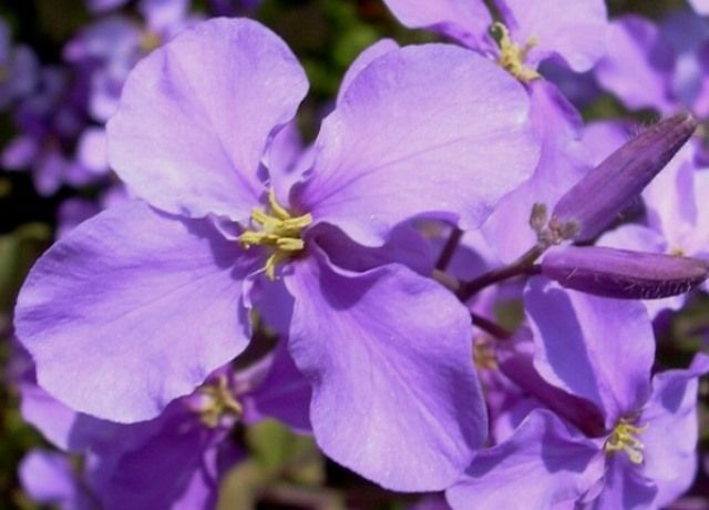 紫花菜の花 花と蕎麦とリハビリと 楽天ブログ