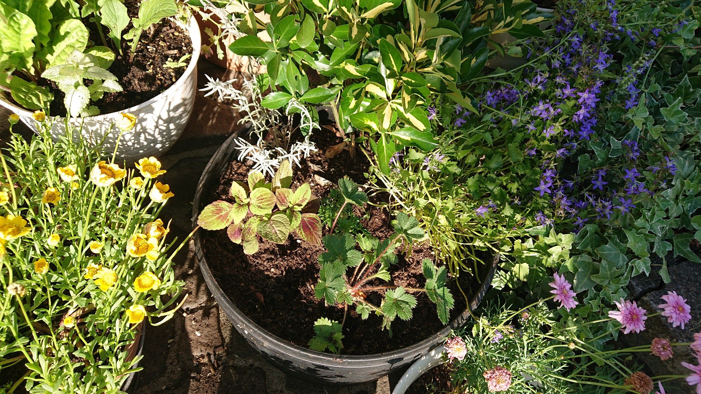 玄関前の寄せ植えの植え替え Shinryのにゃんこがーでん 楽天ブログ