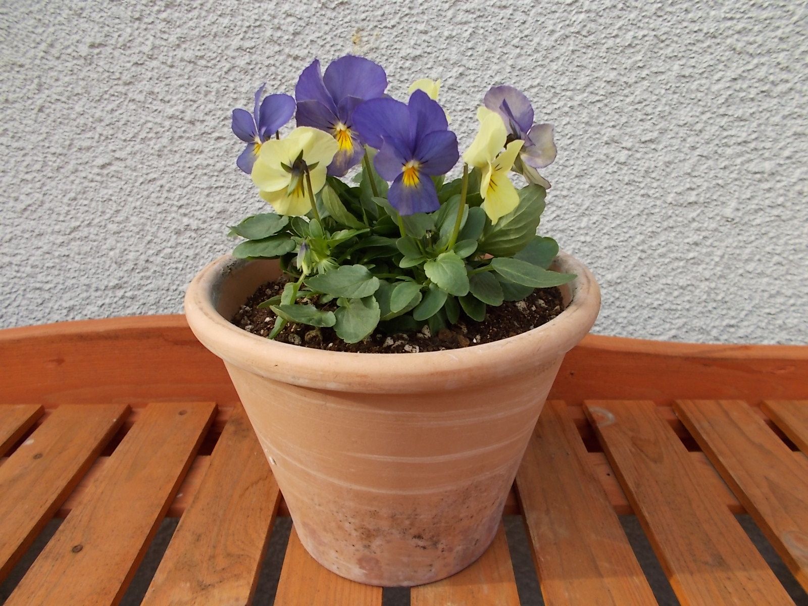 もう１つビオラの苗を買いました バラを咲かせることが好き 楽天ブログ