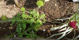 P1190794-ass.jpg