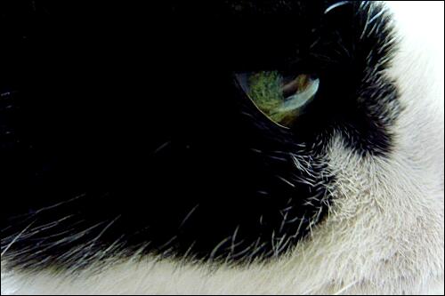 グランド ブダペスト ホテル 耳 ミミ とチャッピの布団 楽天ブログ