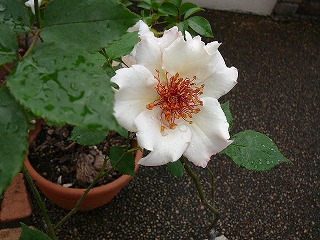 P1290400ss.jpg