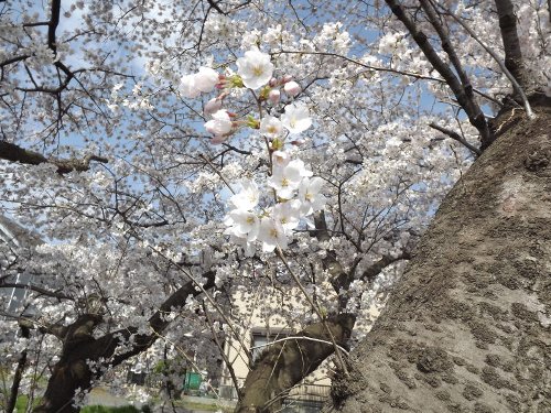 4-01 sakura-44-b.jpg