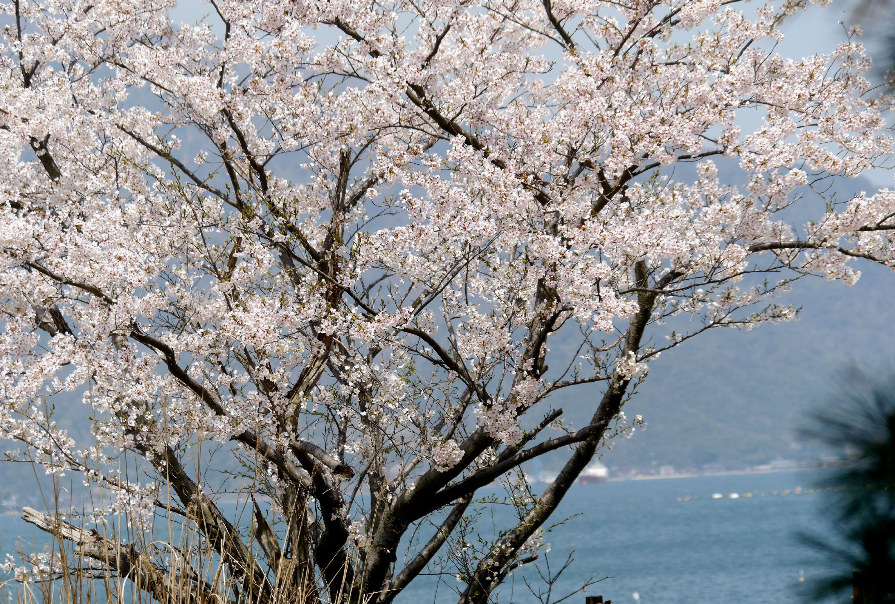 海と桜.JPG