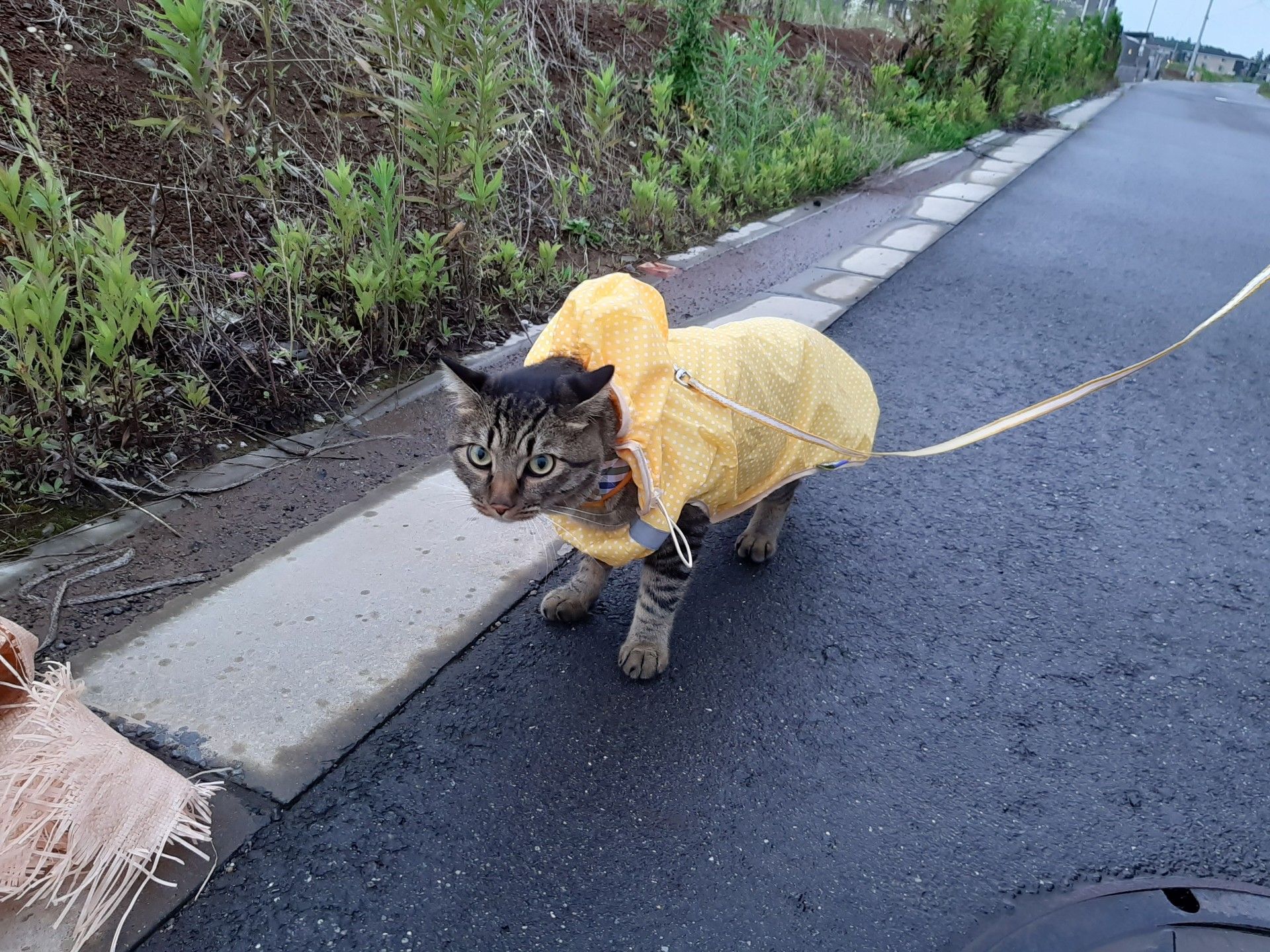 日日是日常 麦のキラクニブログ 楽天ブログ