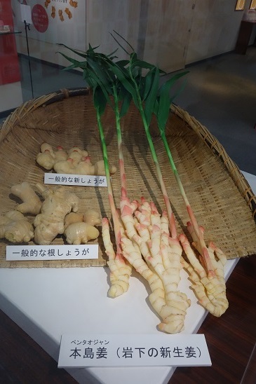 新生姜ミュージアム