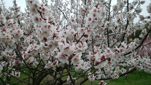 rblog-20180506085137-00.jpg