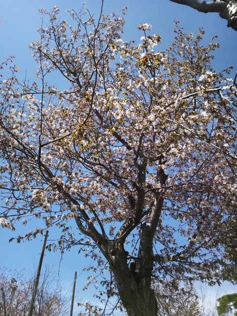 26日の桜２