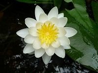 ７月１０日の誕生花 スイレン 白 の花言葉 潔白 水の妖精スイレン 睡蓮 の白い花の 心の純潔 弥生おばさんのガーデニングノート 花と緑の365 日 楽天ブログ