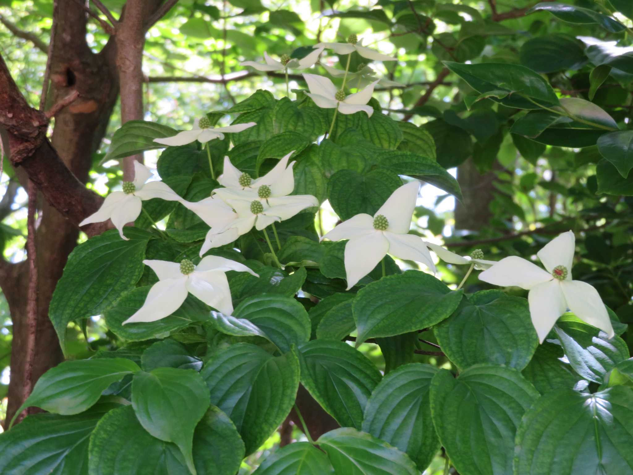 山法師 つばき姫 のウォーキング日和 楽天ブログ