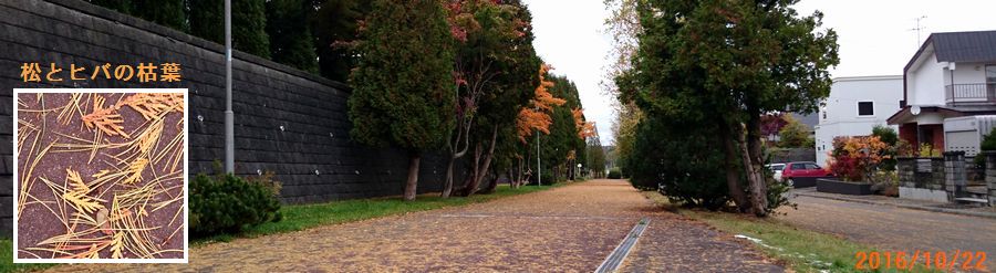 １０／２２歩道が茶色に.jpg