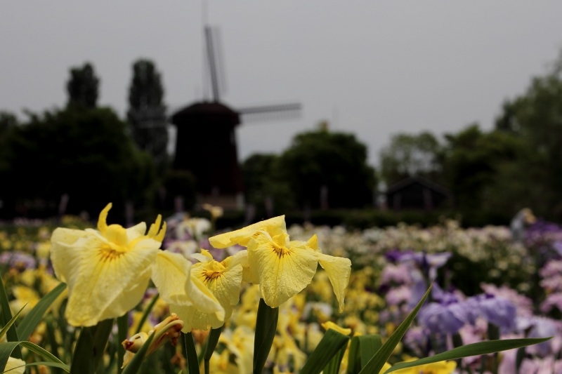 新旭花菖蒲園_02.jpg