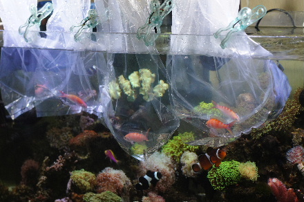 2015_0220ｱｻﾋﾊﾅｺﾞｲ大0006.JPG