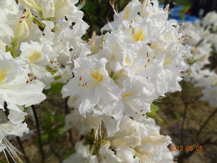 DSC00422.JPG