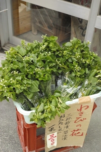 わさびの花.JPG