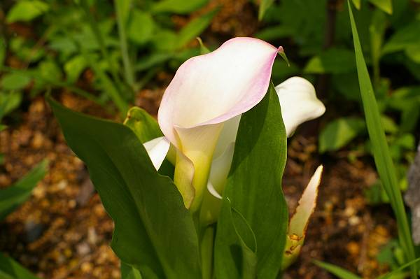 IMGP5619-s.JPG