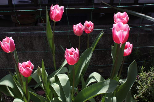 2015041907.JPG