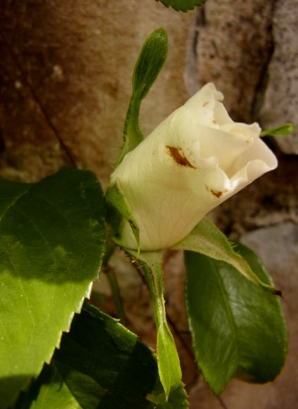 RIMG8648.JPG