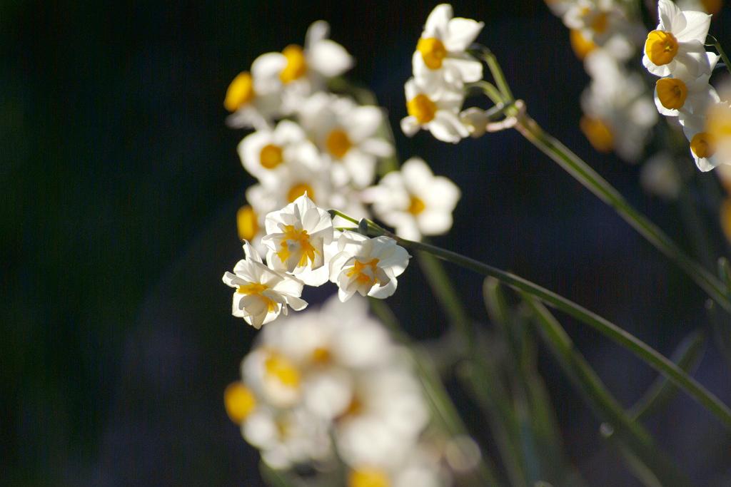 八重咲きの水仙