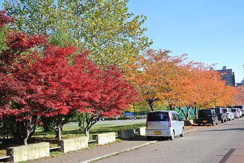 安春公園の紅葉