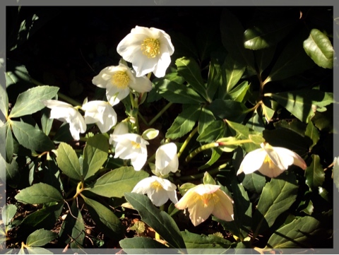 ヘレボルス・ニゲル