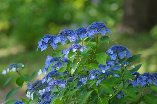 昭和記念公園の紫陽花