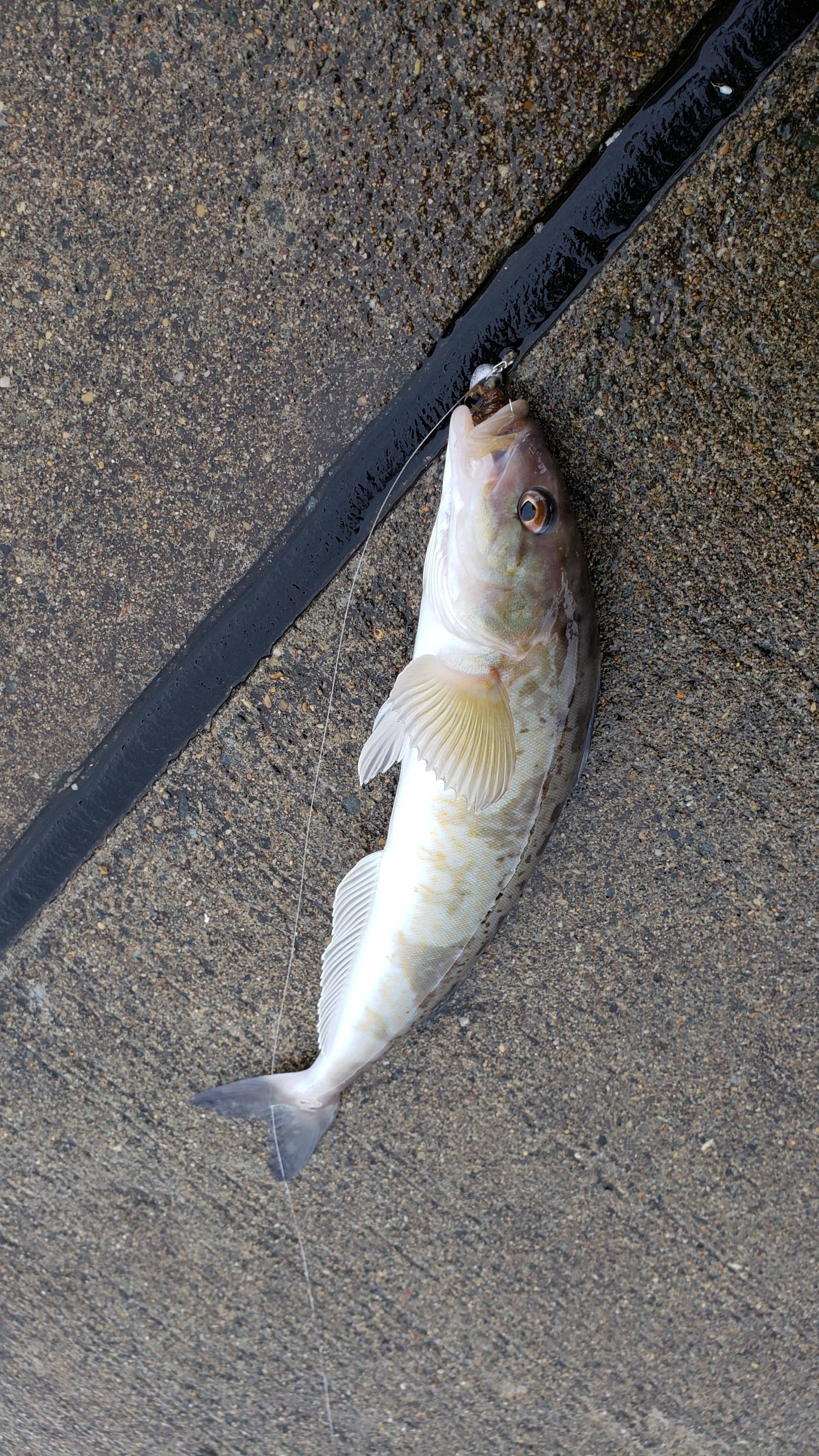 2ページ目の 釣り ごっこまの釣り 楽天ブログ
