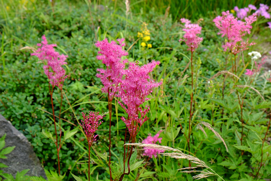 2015 08 シモツケソウ10_0265.jpg