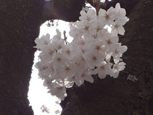 桜の拡大写真