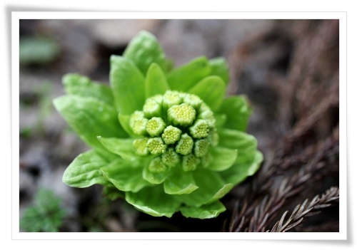 樹木公園-3 フキノトウ 13.3.19