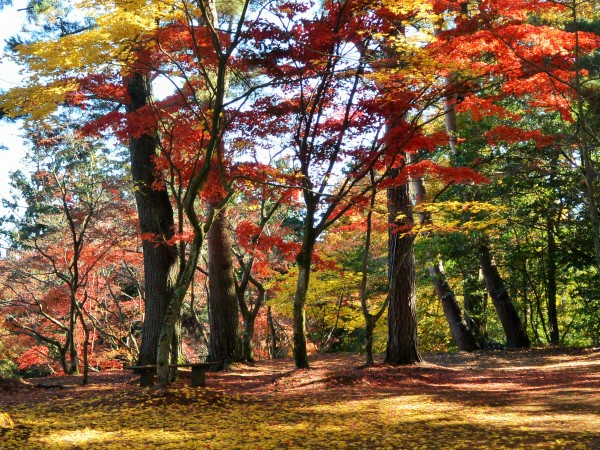 修善寺自然公園