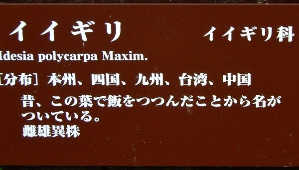 イイギリ