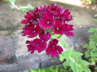 IMG_6934ss.jpg