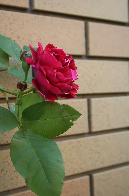 バロンジロードラン2014