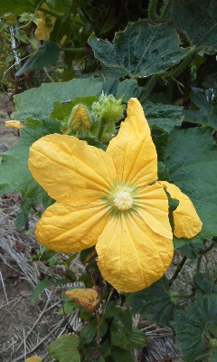 131008_冬瓜の花.jpg