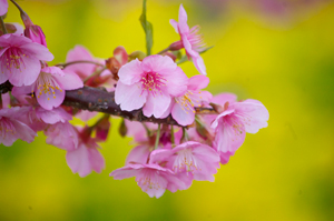 河津桜