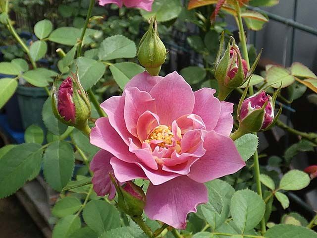同じ親でも違う花が咲く交配種 実生苗のローズ ポンパドゥール 今日咲いたバラ バラの美と香りを求めて 楽天ブログ