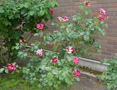 メインチアホッペア１