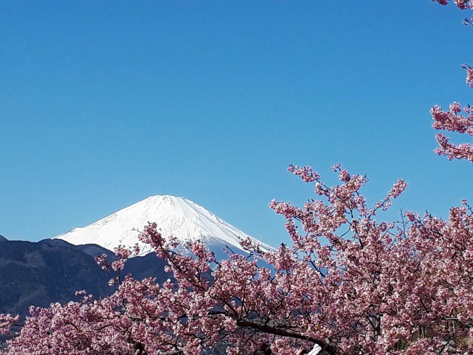 松田 河津桜満開と富士山 アラカンネット 楽天ブログ