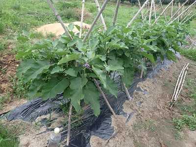 小さいけど美味しいタイ茄子 | 農園K56 柿栽培と家庭菜園やってます