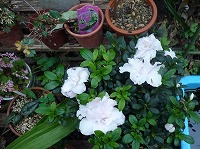 １月８日の誕生花 アザレア 白 の花言葉 あなたに愛されて幸せ 華やかに咲き続ける白い花の 満ち足りた心 弥生おばさんのガーデニングノート 花と緑の365日 楽天ブログ